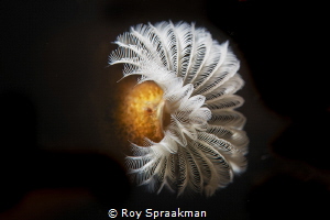Juvenile Feather Duster Worm (4mm across) located under E... by Roy Spraakman 